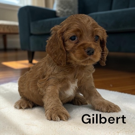 puppy, for, sale, Cocker Spaniel, Joe & Cherri  Overlease, dog, breeder, Miller, MO, dog-breeder, puppy-for-sale, forsale, nearby, find, puppyfind, locator, puppylocator, aca